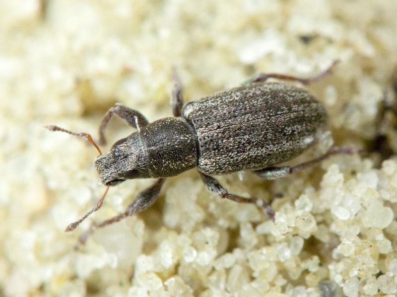 Sitona inops Gyllenhal, 1832